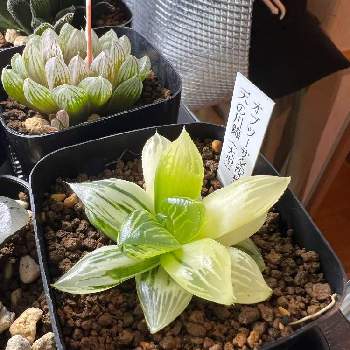 多肉植物,ハオが好き,植欲同好会,ハオルチア属,まだまだ初心者(^^)の画像