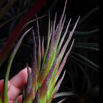 Tillandsia 'Luke',着生植物,エアプランツ チランジア,植物育成ライトTSUKUYOMILED(ツクヨミ),ブロメリアの画像