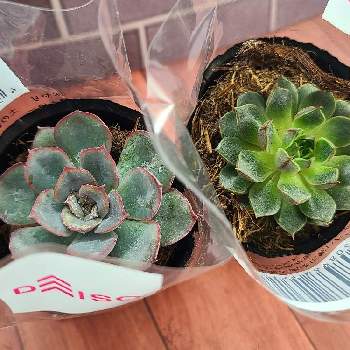 大和姫,ヘラクレス,多肉植物,たにく,100均の画像