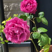 はなのある暮らし,薔薇が好き,宿根草メインの庭,鉢植え,西側花壇の画像