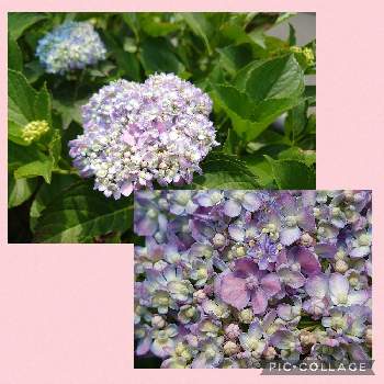 ご近所さん,好きな色,せせらぎ遊歩道,花壇,緑がいっぱいの画像