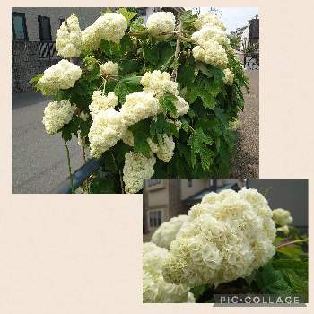 ご近所さん,好きな色,せせらぎ遊歩道,花壇,緑がいっぱいの画像