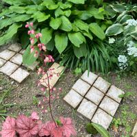 季節の花,花壇,日陰の庭,小さな庭の画像