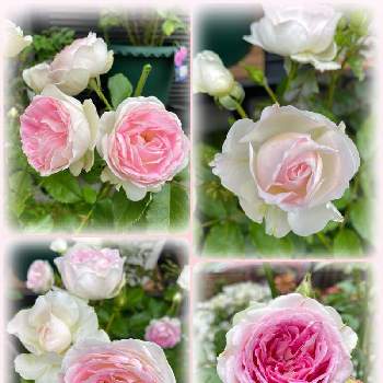 ばら バラ 薔薇,クルールデラムール　バラ,バラのある暮らし,おうち園芸,デルバールの画像
