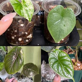 シンゴニウム・フレンチマーブル,アロカシア・メロ,アロカシア アズラニー,アロカシア・ドラゴンスケール,観葉植物を楽しむの画像