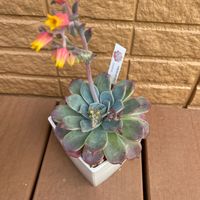 Laulensis,ラウレンシス,多肉植物,多肉と暮らす,エケベリア大好きの画像
