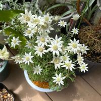 フランネルフラワー,お花に感謝,お買い物,植え替え,おうち園芸の画像