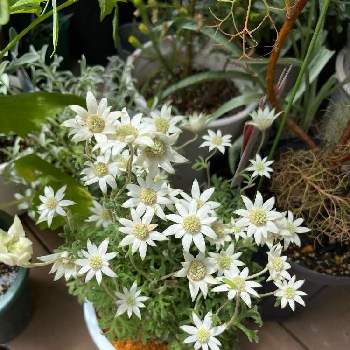 フランネルフラワー,お花に感謝,お買い物,植え替え,おうち園芸の画像