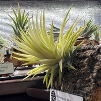 ionantha.Albomarginata'Mediopicta',エアプランツ　イオナンタ,T.ionantha,おうち園芸,ティランジア属の画像