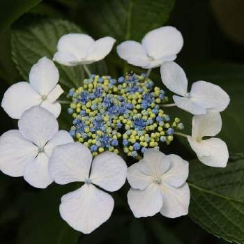 ガクアジサイ,花壇,花のある暮らしの画像