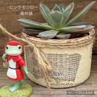 多肉植物,HTC,GS6年生,多肉大好き,東京タニラーの画像