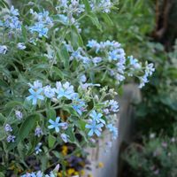 ブルースター,オキシペタラム ブルースター,開花,lumix-gh5m2,S家の庭の植物の画像
