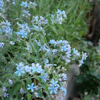 ブルースター,オキシペタラム ブルースター,開花,lumix-gh5m2,S家の庭の植物の画像