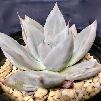 レッドゼウス,多肉植物,エケベリア属,棚の画像