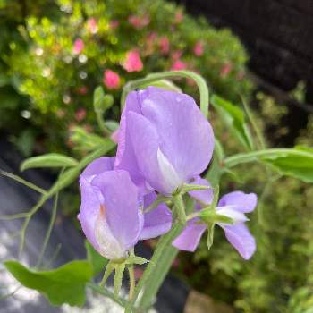 季節の花,＃小さい庭  ＃ガーデニング,花壇,日陰の庭,小さな庭の画像