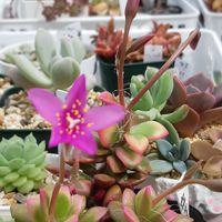 多肉植物,葉挿しさん,観葉植物,リメ缶,自家製交配種の画像
