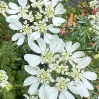 オルラヤ,花咲く乙女たち♡,ガーデン,観葉植物,花のある風景の画像
