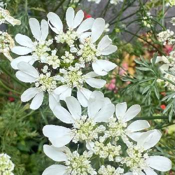オルラヤ,花咲く乙女たち♡,ガーデン,観葉植物,花のある風景の画像