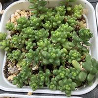 タイトゴメ,多肉植物,カット苗,多肉植物　仕立て直し,鉢増しの画像