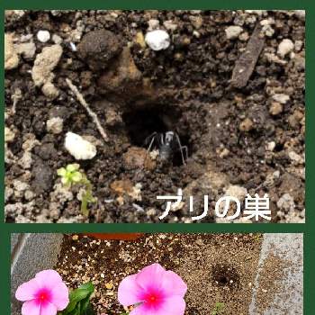 ニチニチソウ,アリの巣,夏の花壇,小さな庭の画像