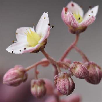 多肉植物,仲良し,おうち園芸,二十四節気 芒種,日光浴の画像