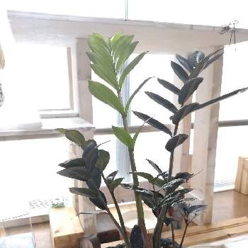 ザミオクルカス  レイヴン,DIY好き,植物大好き,葉っぱ好き,部屋の画像