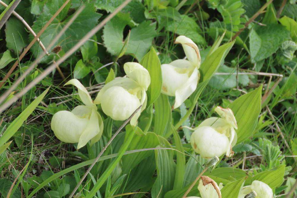 山野草　希少斑入り　礼文アツモリソウ 礼文のアイドル！レブンアツモリソウ | 北海道地方環境事務所