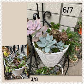 寄せ植え,霜の朝♪,暴れ寄せ植えの画像