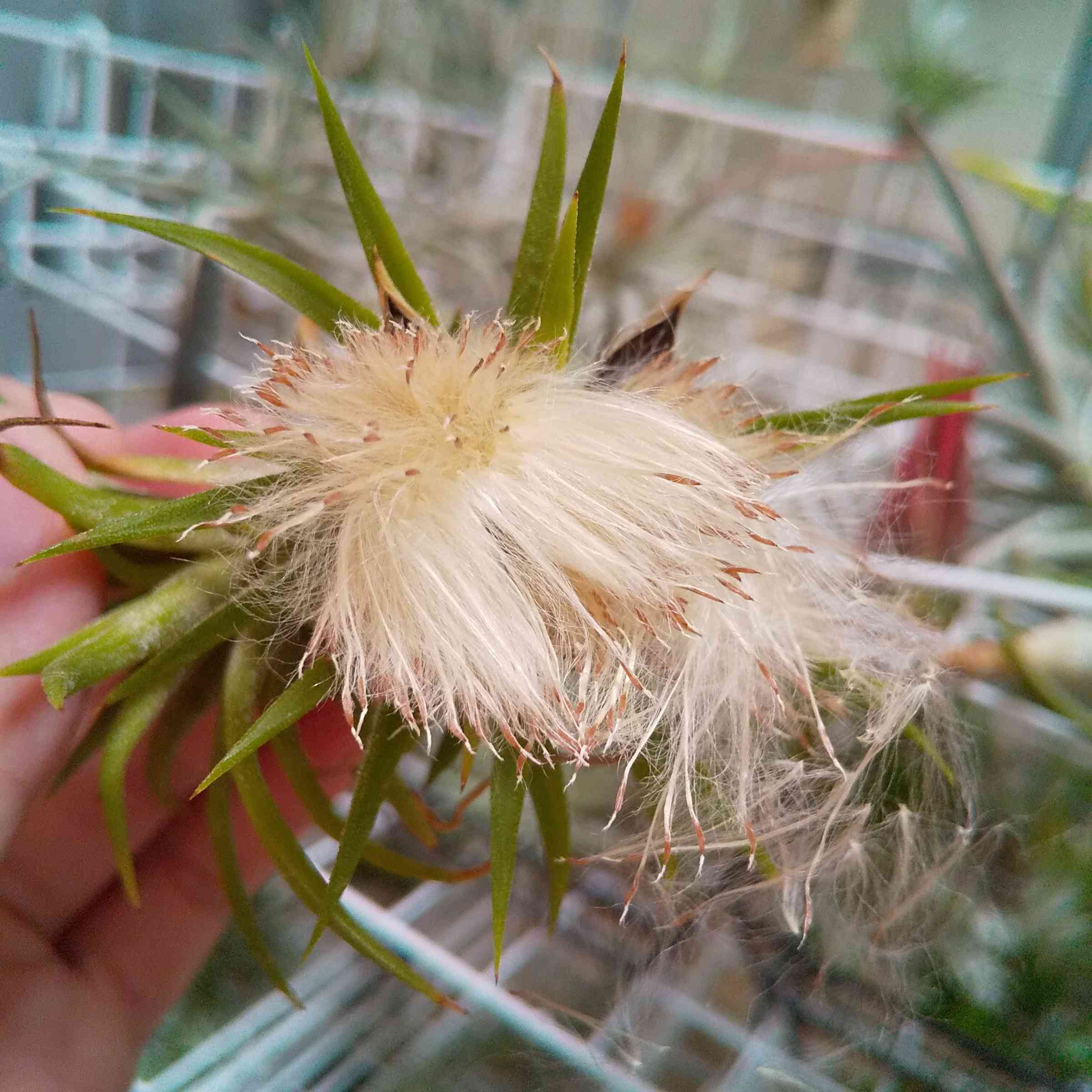 イオナンタ オレンジ 子株 エアープランツ チランジア