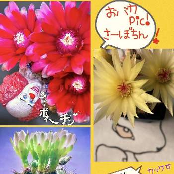 ユーフォルビア属,笹蟹丸,自作の陶器鉢の画像