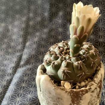 ユーフォルビア属,笹蟹丸,自作の陶器鉢の画像