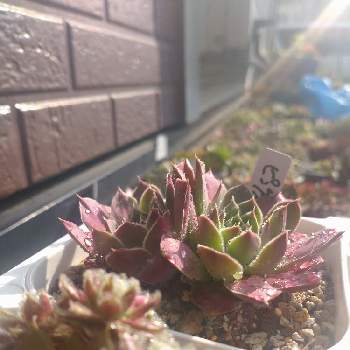 ピンクエッジ,ヒューフェリー　ピンクエッジ,多肉植物,センペル月間,みどりのある暮らしの画像