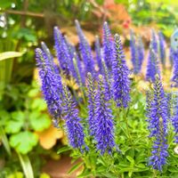 ベロニカ,ベロニカ☆,植物大好き,青い花,植中毒の画像