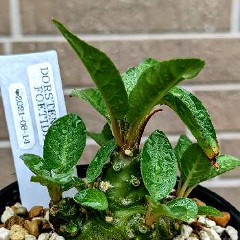 ドルステニア・フォエチダ,多肉植物,NO GREEN  NO LIFE,お気に入り♡,みしょり病の画像