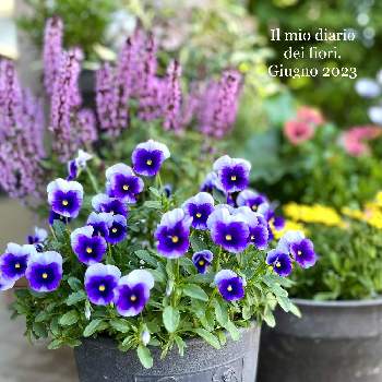 ビオラ,癒し,チーム新潟,花のある暮らし,エントランスの画像