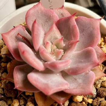 エーピンク,Aーpink,a-pink,多肉中毒,多肉植物の画像