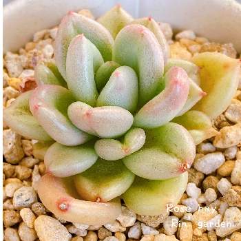ローズベイ,小さなしあわせ♡,ベランダガーデニング,❤️愛おしい,多肉植物のある暮らしの画像