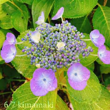 アジサイ,我が家の紫陽花,放置,紫陽花の季節,おうち園芸の画像