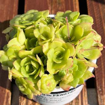 オルビキュラリス,多肉植物,植物のある暮らし,クラッスラ属,多肉のある暮らしの画像