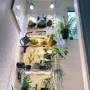 胡蝶蘭。, ビカクシダ,サンスベリア属,ハンギング,ビカクウォールの画像