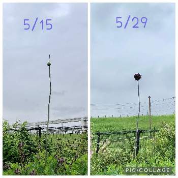 アリウム・ギガンチウム,アリウム,GSの繋がりに感謝♡,新横浜公園,紫色の花の画像