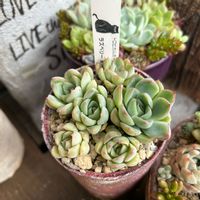 ラズベリー×デレンベルギー,多肉中毒,多肉植物,タニパト,リメ缶の画像