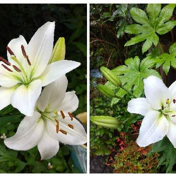 ユリ（百合）,おうち園芸,鉢植え,小さな庭の画像