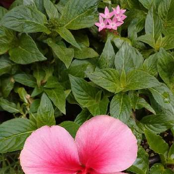 ハイビスカス　ウィールウィンド,ハイビスカス,ウクライナに平和を,ピンクの花,おうち園芸の画像