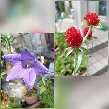 プランター栽培,種まき,#家庭菜園,小さな庭の画像