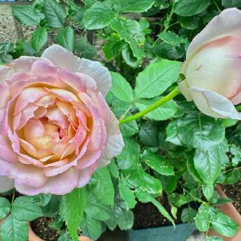 バラ,シュクレ,ばら バラ 薔薇,薔薇愛同盟,河本ローズの画像