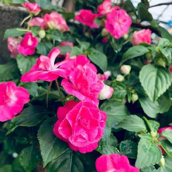 ピンクの花,インパチェンス♡,おうち園芸,花のある暮らし,玄関の画像