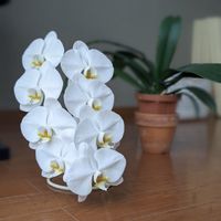 スマホ撮影,胡蝶蘭白大輪,花がくれる癒し,花のある暮らし,白い花の画像