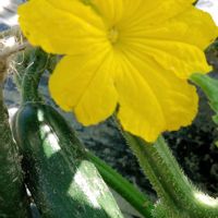 キュウリ,無農薬野菜,DAISO,DAISOの種,畑の画像