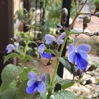 クレロデンドルム・ブルーウィング,可愛い花,非耐寒性常緑低木,青い花,美しい花の画像